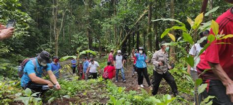 Penanaman Pohon Aren Di Areal Hutan Desa Sambangan Website Desa Sambangan