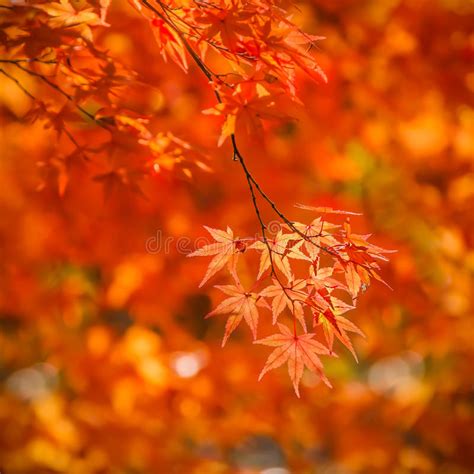 Red Maple Leaves In Autumn Stock Photo Image Of Backgrounds 37955472
