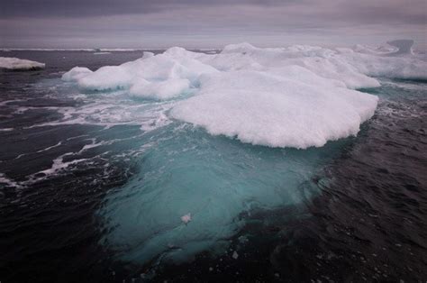 Greenpeace Research Teams Find Coral In Shells Arctic Drilling Site