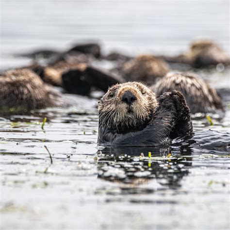 Otters On Wildlife