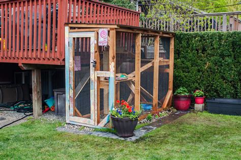 Why You Should Build A Catio For Your Cat Bc Spca