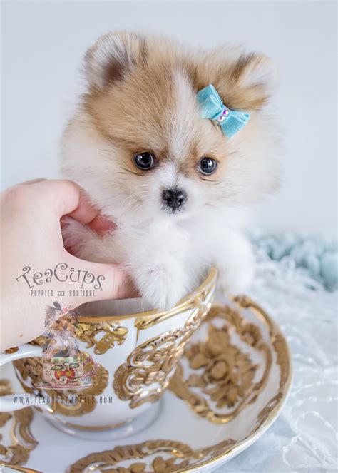 Darling Teacup Pomeranian Puppies For Sale Teacups Puppies And Boutique