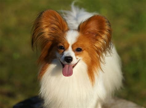 Папильон фото собака бабочка с удивительным характером Kot Pes