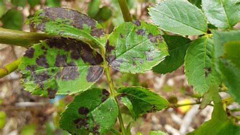 An Organic Treatment For Black Spot On Roses In The Wild Garden