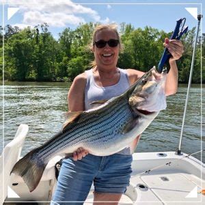 The average price of homes sold in alexander city, al is $65,000. Striped Bass Update: Lake Martin, April, 2020 - Lake ...
