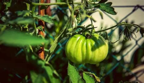 The Ultimate Guide To Growing Beefsteak Tomatoes In Pots Gardening Dream