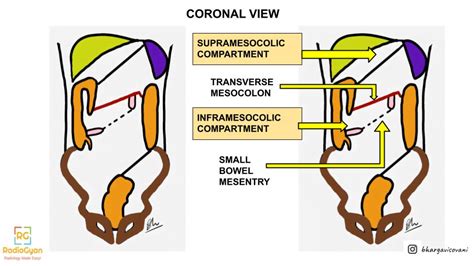 Peritoneum Anatomy Animation