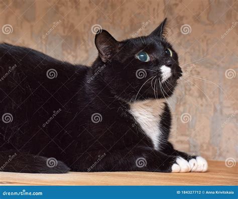 Gato Negro Con Una Mancha Blanca En La Cara Foto De Archivo Imagen De