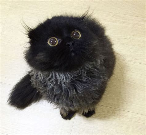 This Is Gimo The Cat With Unbelievably Cute Big Eyes The Internet Has