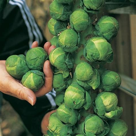 Growing Brussels Sprouts In Containers How To Grow