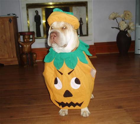 8 Costumes That Prove Shar Peis Always Win At Halloween
