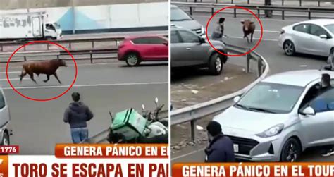 Toro Escapa En Plena Panamericana Sur Y Embiste Autos Peatones Y Negocios Infobae