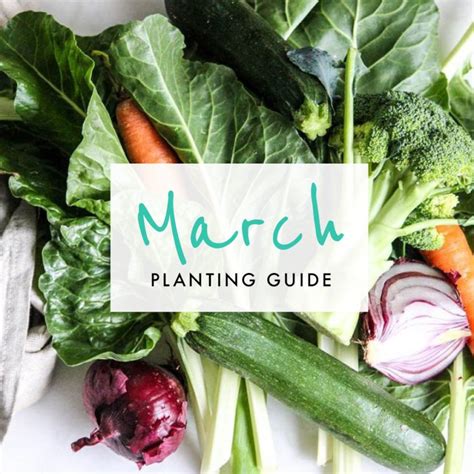 March Edible Planting Guide Australia Wide The Healthy Patch