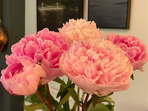 Andrew Dunning On Twitter Cut Flowers Dont Get Much Better Than This Peonies 😍 Nice One