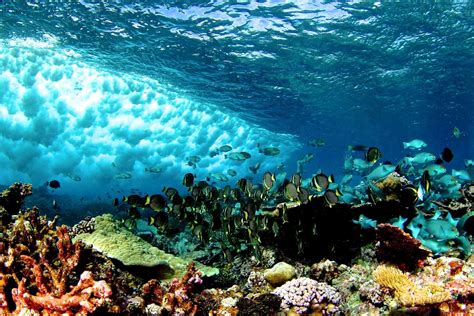 The Death Of Corals Will Lead To An Increase In Waves In The Ocean