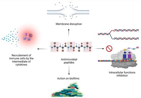 Antibiotics Free Full Text Antimicrobial Peptides A Potent