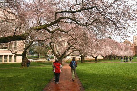 Catch The Spring Cherry Blossoms At The Uw And The Arboretum Edmonds