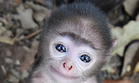 Is This The Worlds Cutest Baby Monkey Tiny Grey Langur