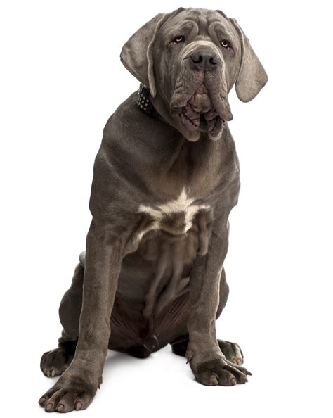 El mastín napolitano es un perro fiel, pacífico y estable, no agresivo ni propenso a morder sin una buena razón. Mastino Napoletano. Com'aggia fa! | QZlife