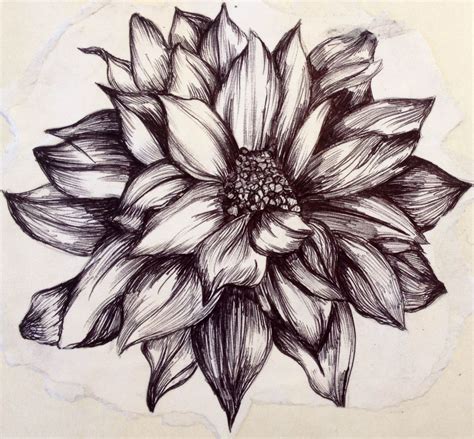 Flower Illustration Created With Biro Black Pen Biro Drawing Sketches