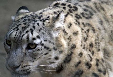 Snow Leopard Facts For Kids Information Pictures And Videos
