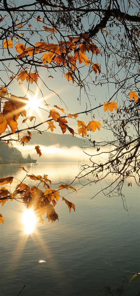 1080x2280 Autumn Tree Lake Sunbeams Morning 4k One Plus 6huawei P20