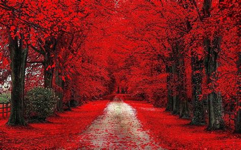 Red Trees Red Cherry Blossom Trees Path Dirt Road Fall Red