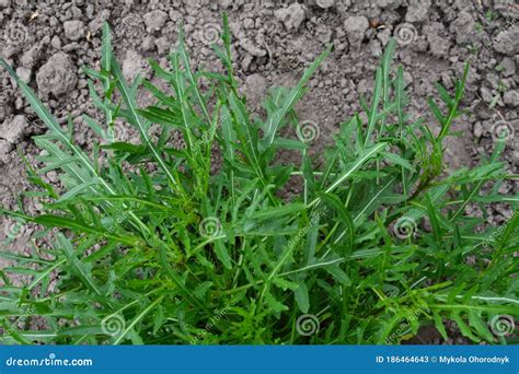 Arugula Wild Rocket Growing In Organic Vegetable Garden Stock Image