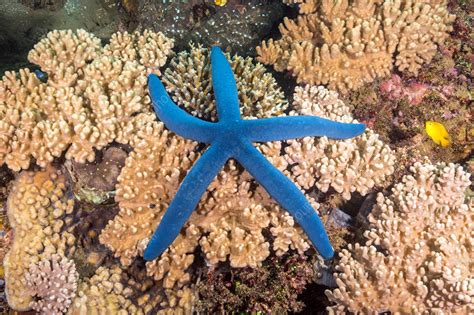 Blue Sea Star Stock Image C0339333 Science Photo Library
