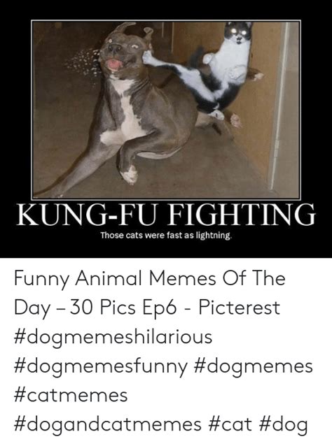 Kung Fu Fighting Those Cats Were Fast As Lightning Funny Animal Memes