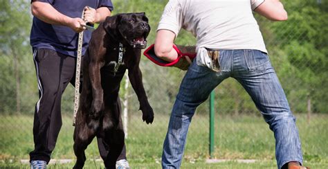 Cane Corso Dog Breed Information The Ultimate Guide Breed Advisor