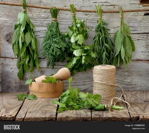 Aromatic Herbs Lovage Image And Photo Free Trial Bigstock