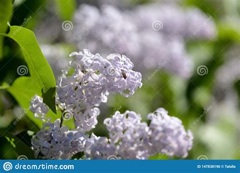 Clusters Of Blooming Lilacs On A Bush On A Spring Day Stock Photo