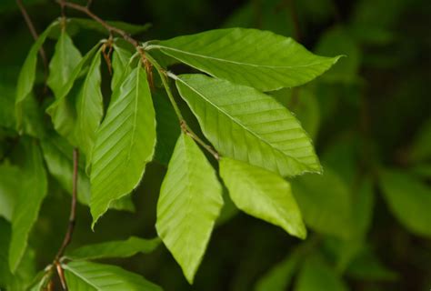 How to Grow and Care for American Beech Kiến Thức Cho Người lao Động