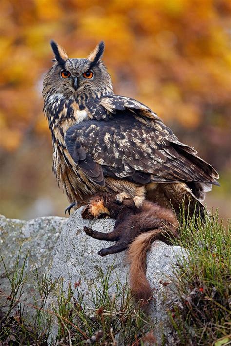 The Six Types Of Owl Youll Find In Britain Eurasian Eagle Owl Owl