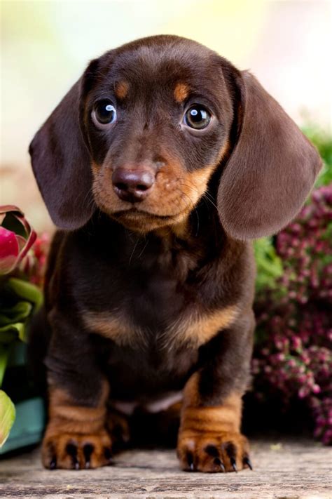 Dachshund Puppies 25 Cute Doxies Talk To Dogs