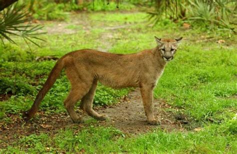Florida Panthers An Iconic Endangered Species Caught In
