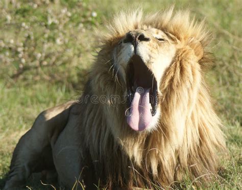 Lion Yawning Stock Photo Image Of African Caught Male 54103646