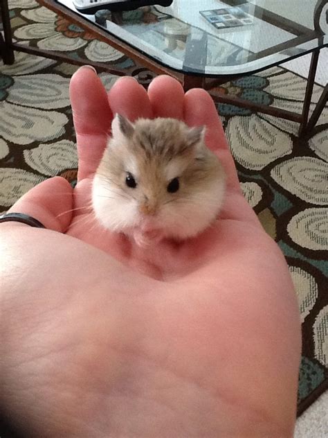 This Is My New Hamster Moon Shes A Robo Hamster Which Is The