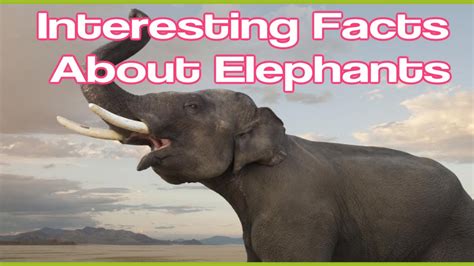 Did You Know Elephant Facts Interesting Both Physically And Socially Jaipur Explore