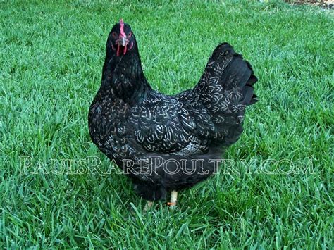 Silver Double Laced Barnevelders Chickens