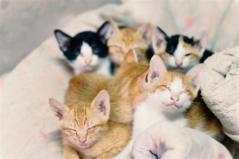 Cute Kittens Are Sleeping Together Stock Image Image Of Sleeping