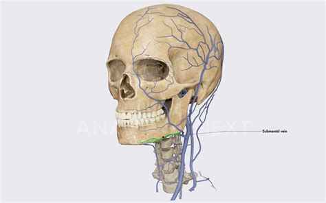 Submental Vein Encyclopedia Anatomyapp Learn Anatomy 3d Models