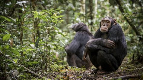 Menopause In Chimps Shedding Light On Its Evolution In Humans Verve