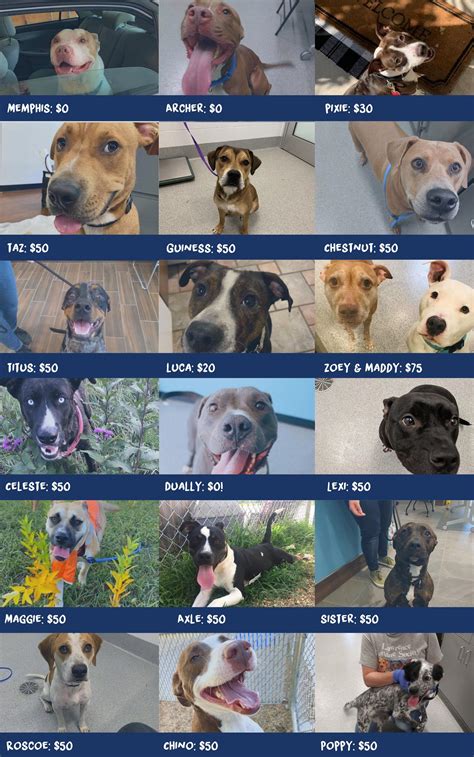 HUGE dog adoption special at Lawrence Humane TODAY with sponsored