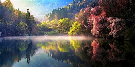 Hd Wallpaper Green Leafed Trees Nature Spring Mist Lake