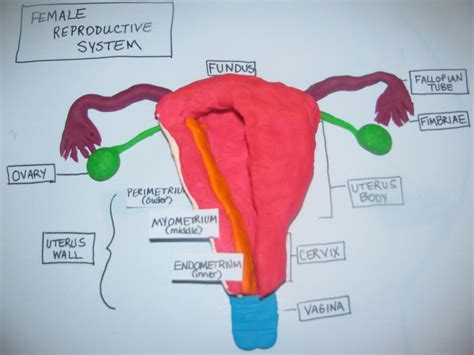 Female Reproductive System Nicole Miller Organ System Live Flickr