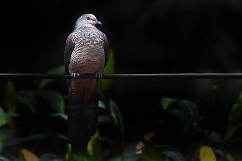 Barred Cuckoo Dove Macropygia Unchall