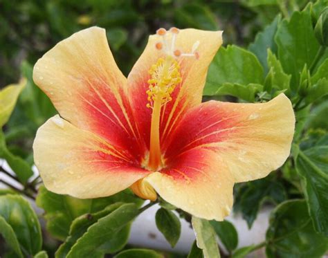 Enjoying Tampa Bay Tropical Hibiscus Show And Sale