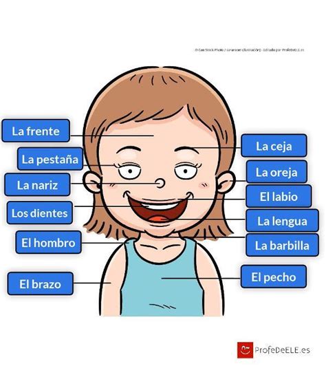 Vocabulario Del Cuerpo Humano En Español Profedeele